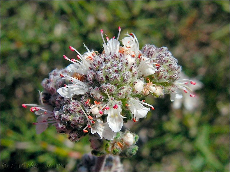 teucrium hieronymi02