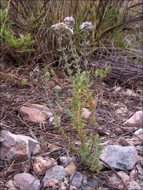 teucrium hieronymi10