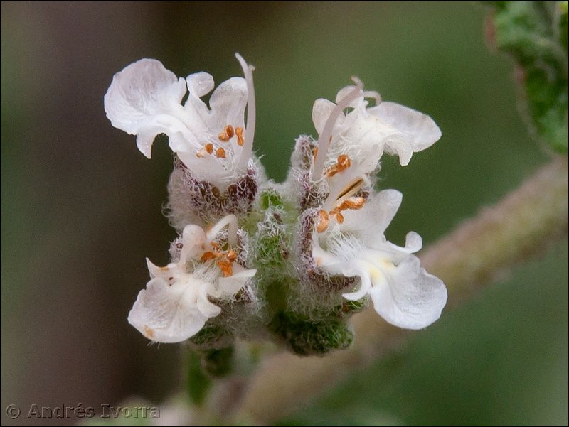 teucrium hieronymi14