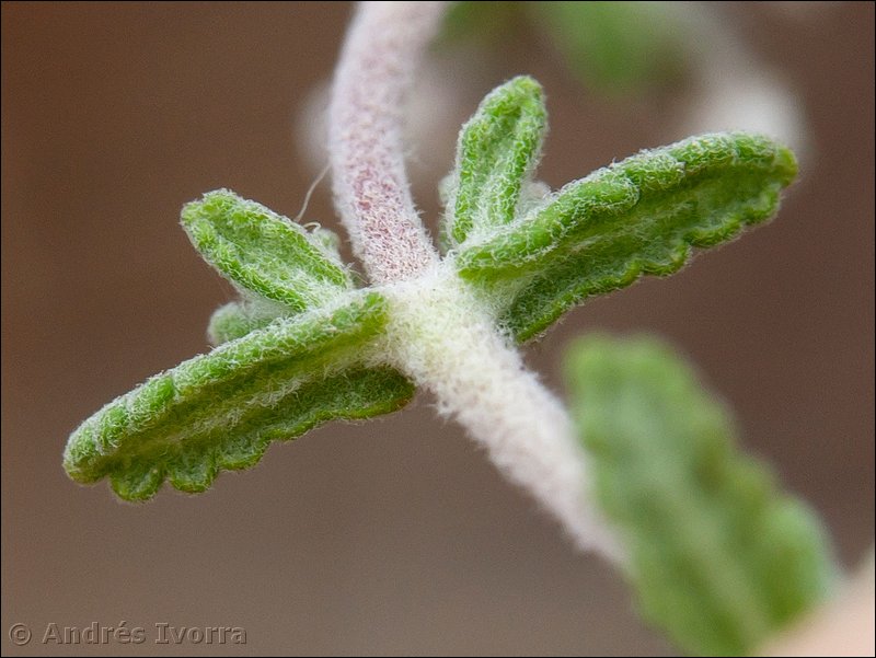 teucrium hieronymi15