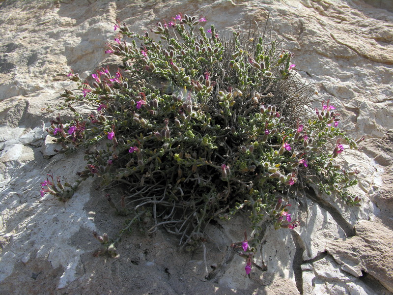 Teucrium intricatum.01