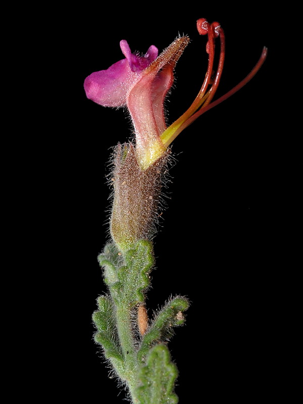 Teucrium intricatum.12