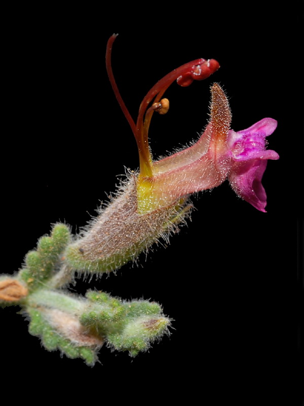 Teucrium intricatum.17