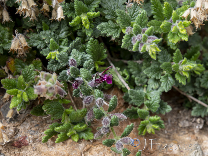 Teucrium intricatum.35