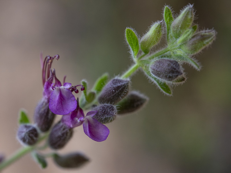 Teucrium intricatum.46
