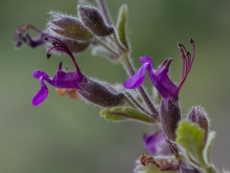 Teucrium intricatum.47