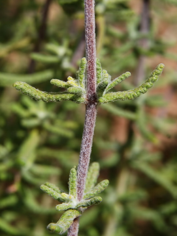 Teucrium lanigerum.05