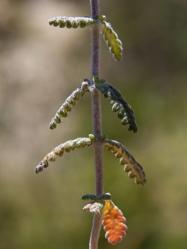 Teucrium lanigerum.06