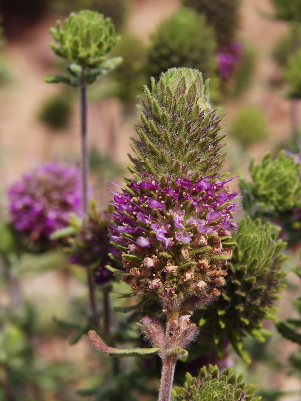Teucrium lanigerum.09