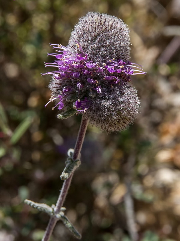 Teucrium lanigerum.12