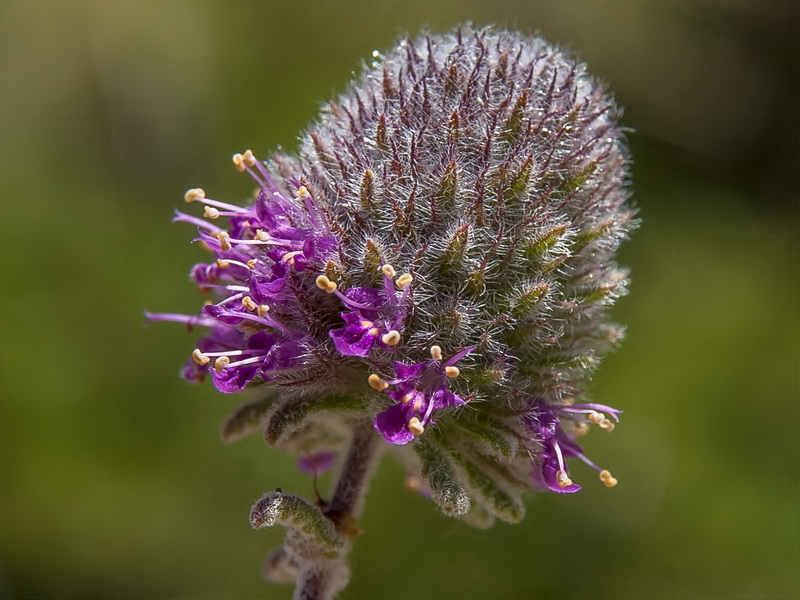 Teucrium lanigerum.15