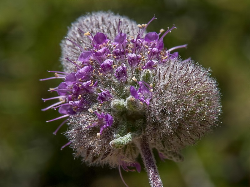 Teucrium lanigerum.17