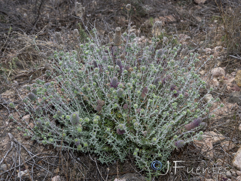 Teucrium lanigerum.23