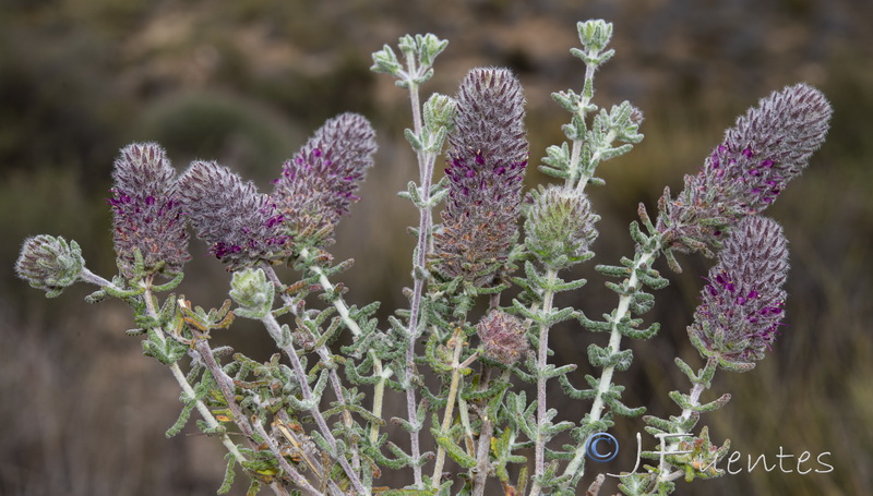 Teucrium lanigerum.07
