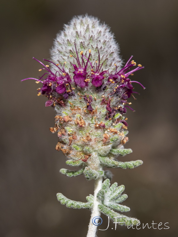 Teucrium lanigerum.26
