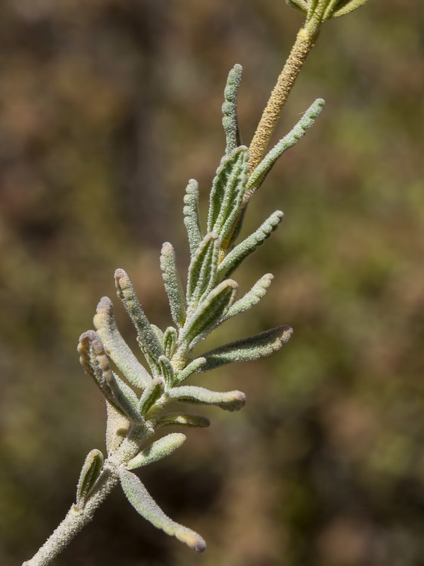 Teucrium leonis.07