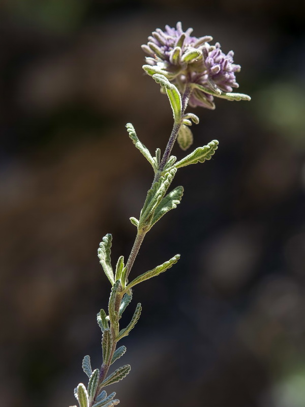 Teucrium leonis.09