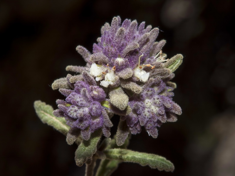 Teucrium leonis.10