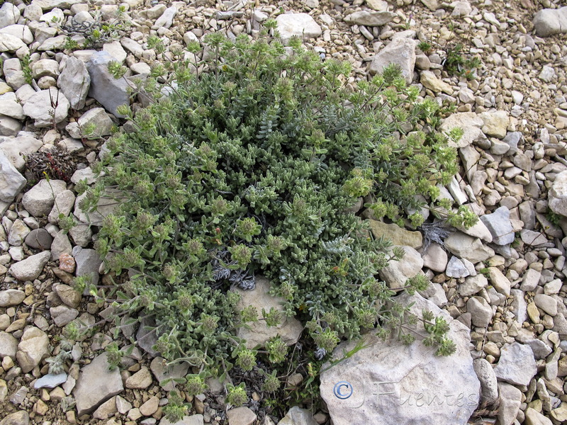 Teucrium leonis.19