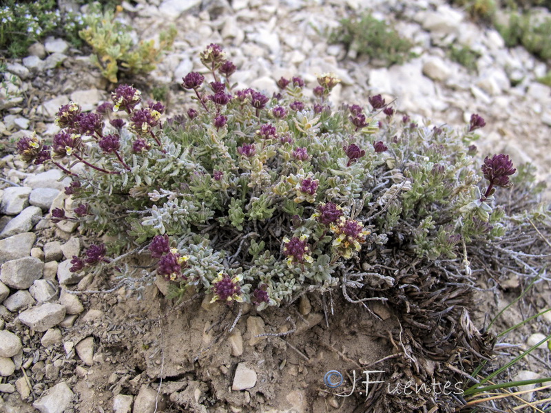 Teucrium leonis.20