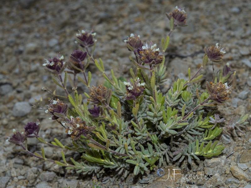 Teucrium leonis.26