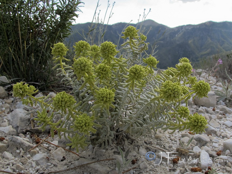 Teucrium lusitanicum aureniforme.01