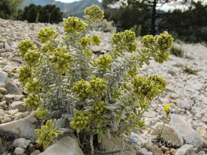 Teucrium lusitanicum aureniforme.02