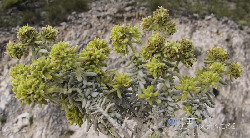 Teucrium lusitanicum aureniforme.03