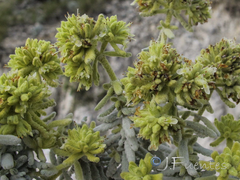 Teucrium lusitanicum aureniforme.04