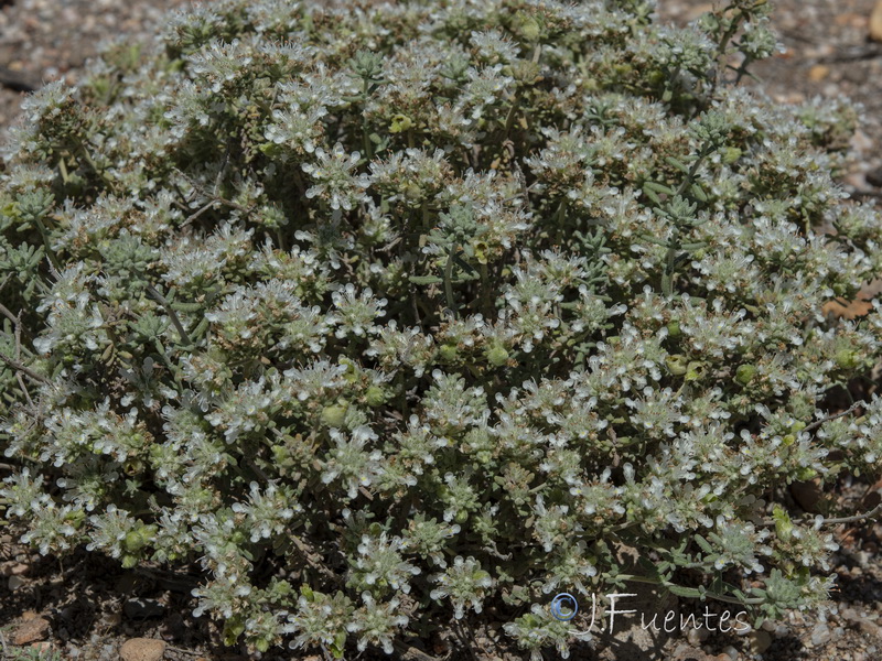 teucrium lusitanicum clementiae.10