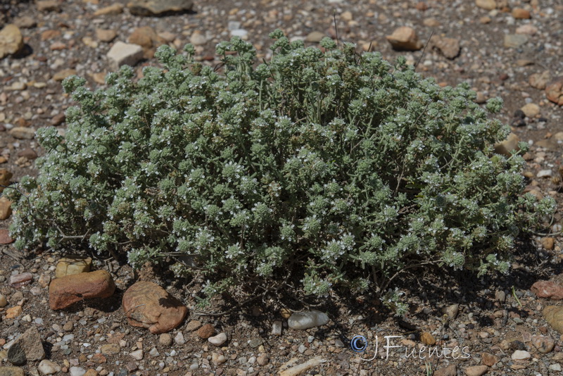 teucrium lusitanicum clementiae.09