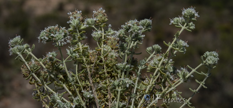 teucrium lusitanicum clementiae.12