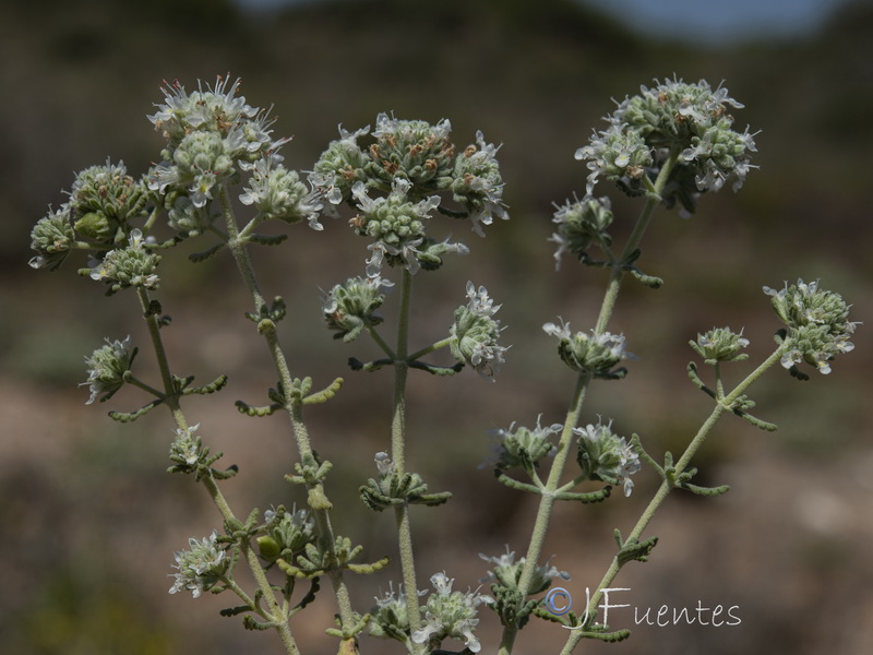 teucrium lusitanicum clementiae.13