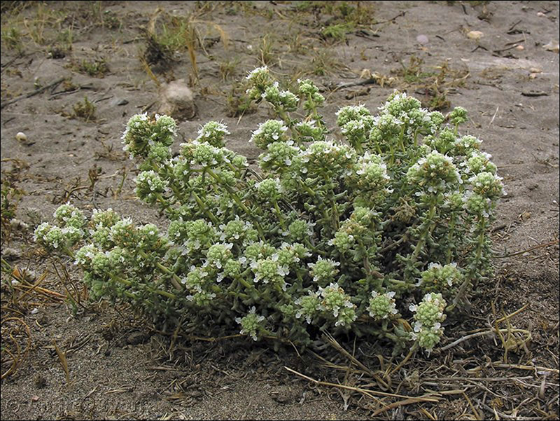 teucrium lusitanicum clementiae01