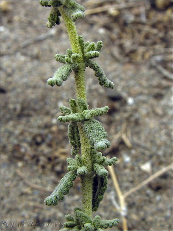 teucrium lusitanicum clementiae07