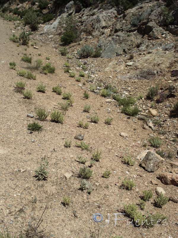 Teucrium lusitanicum lusitanicum.01