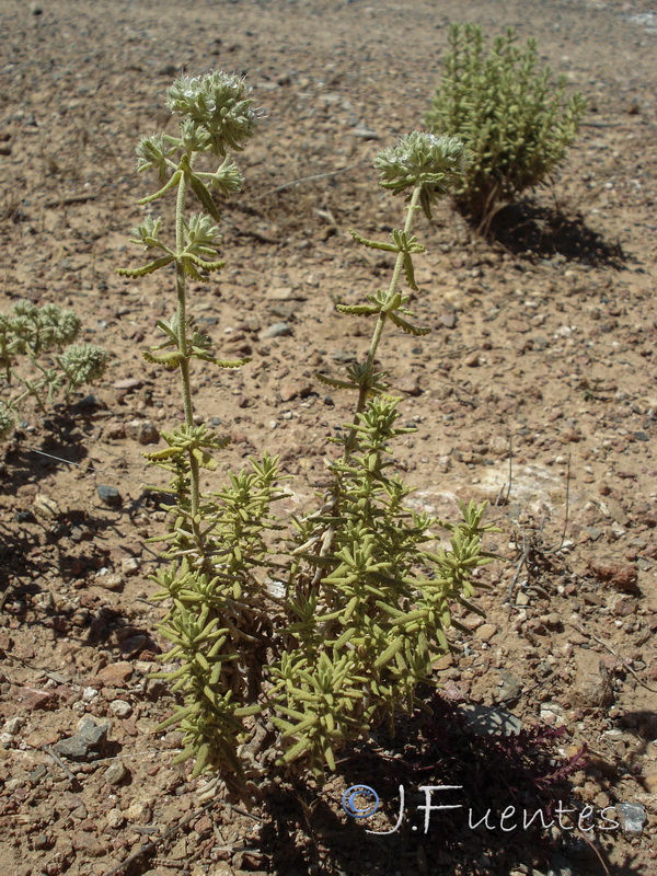 Teucrium lusitanicum lusitanicum.03