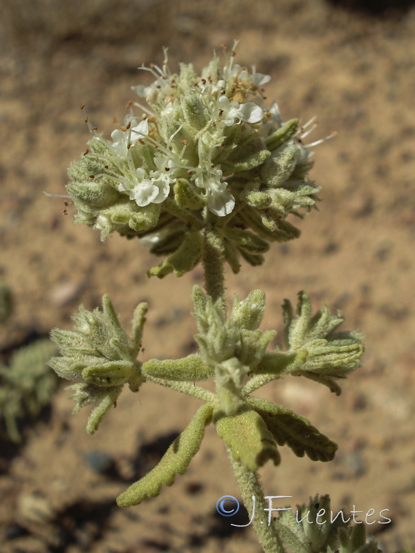 Teucrium lusitanicum lusitanicum.04
