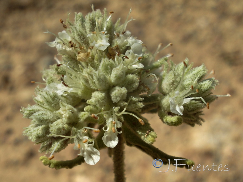 Teucrium lusitanicum lusitanicum.05