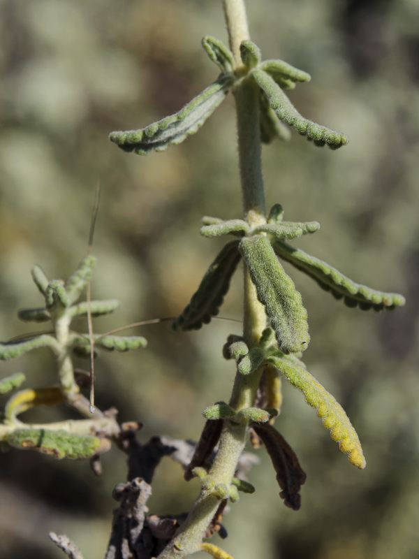 Teucrium lusitanicum lusitanicum.09