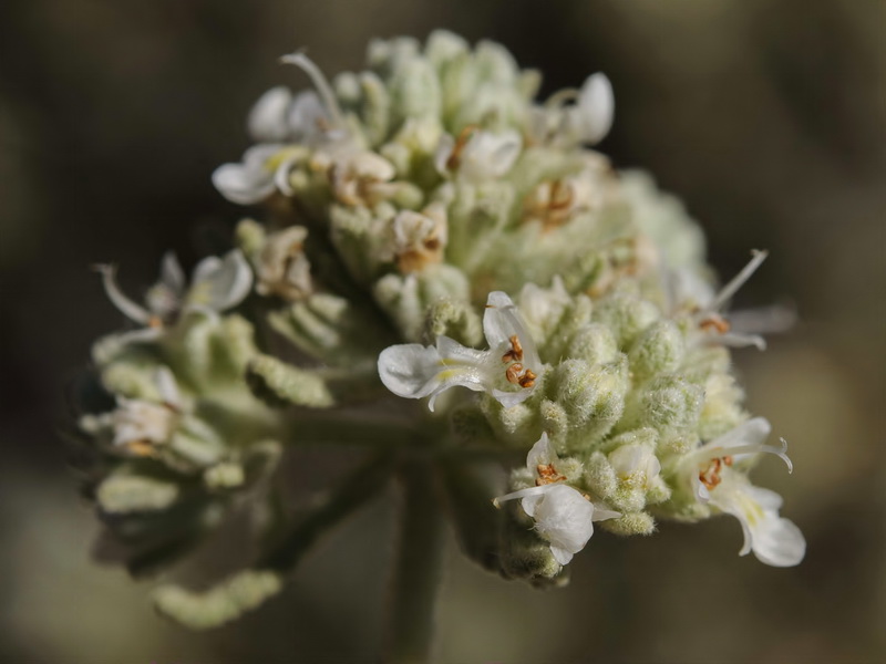 Teucrium lusitanicum lusitanicum.12