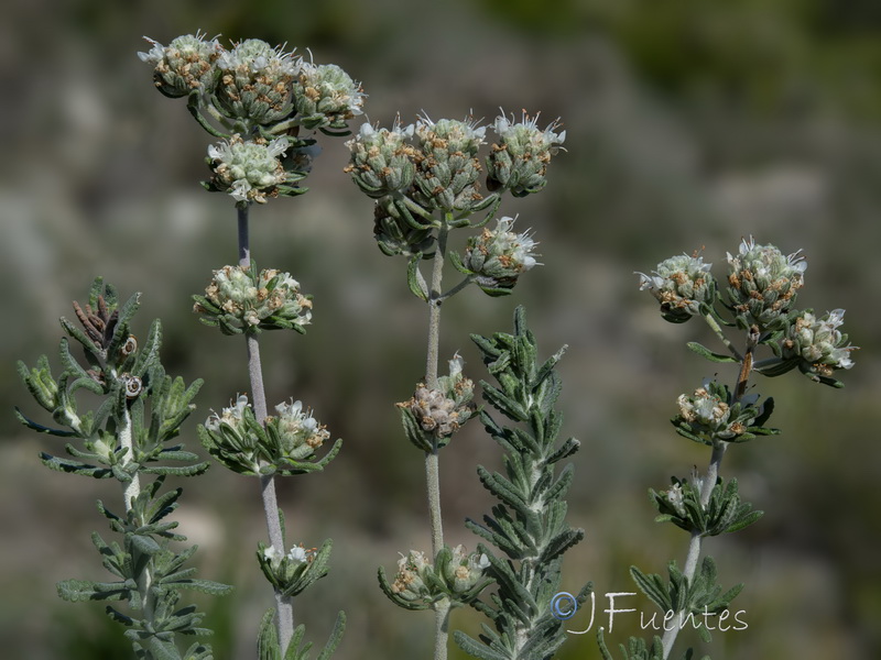 Teucrium lusitanicum lusitanicum.13