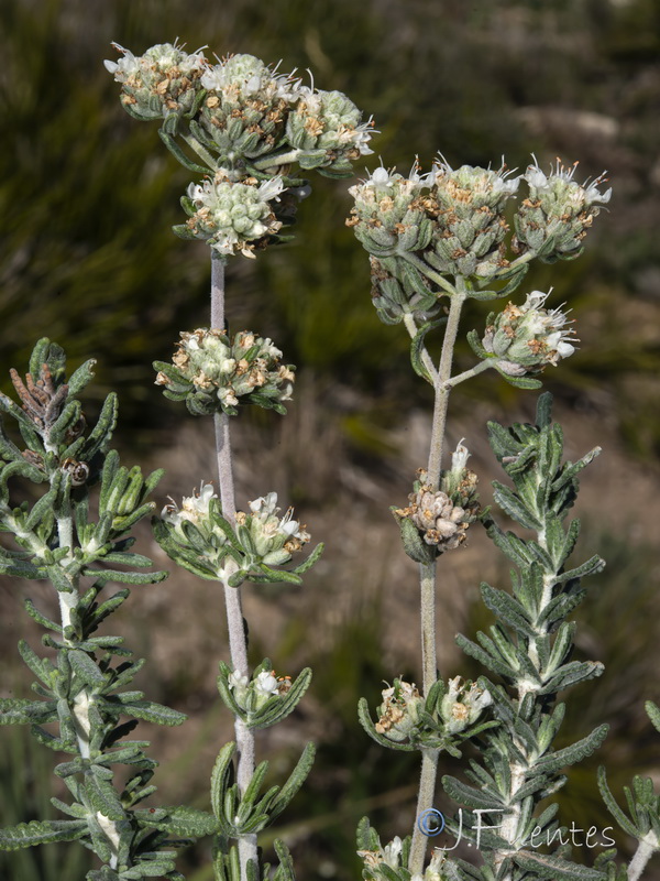 Teucrium lusitanicum lusitanicum.14