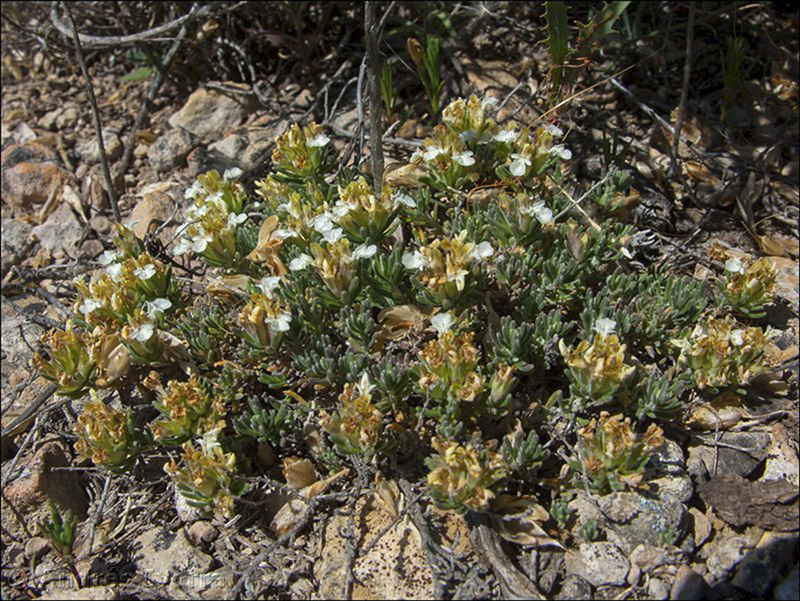 teucrium moleromesae02