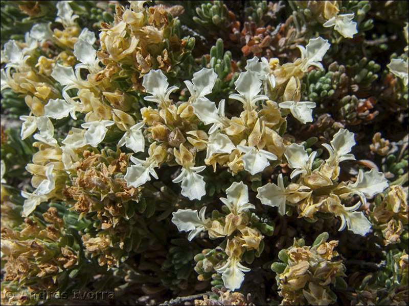 teucrium moleromesae07