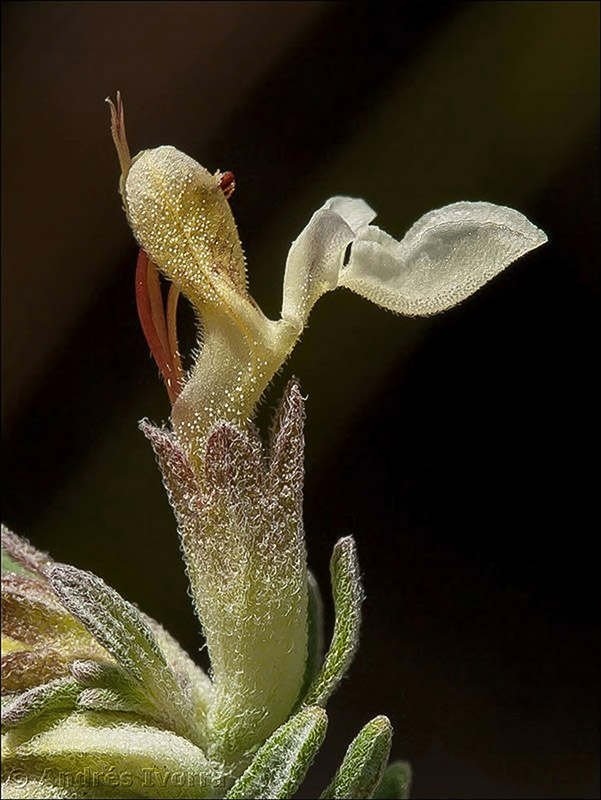 teucrium moleromesae11