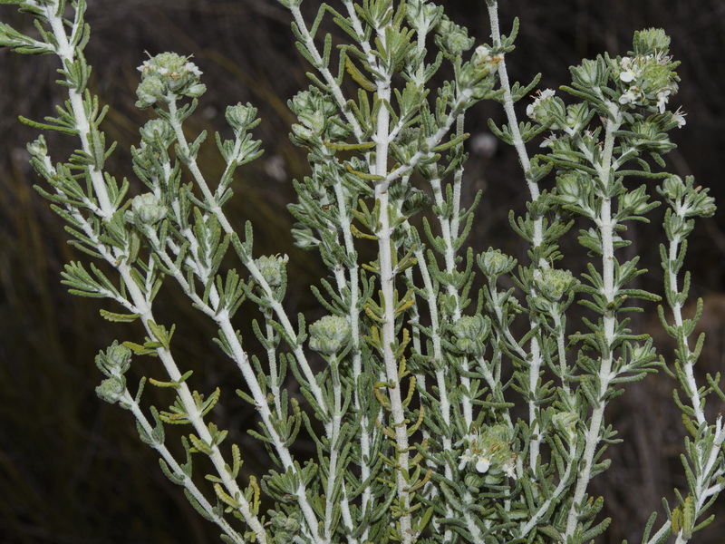 Teucrium murcicum.02