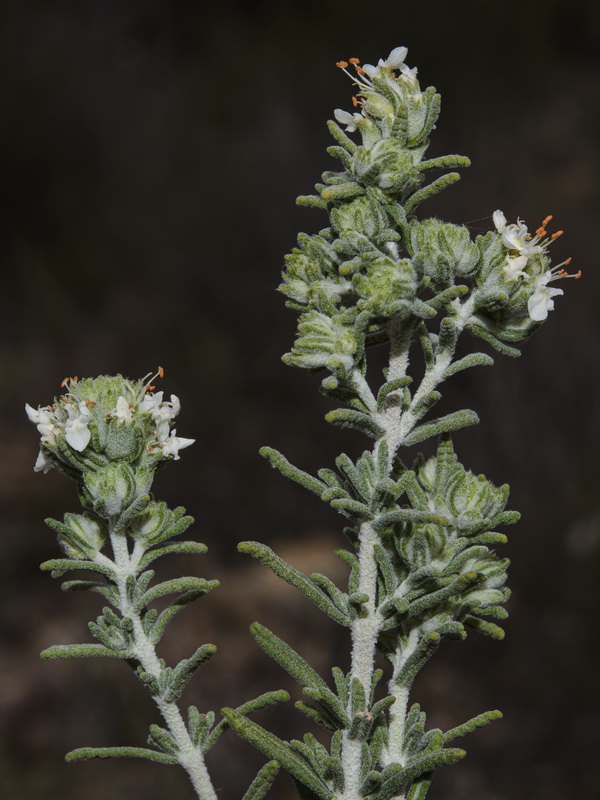 Teucrium murcicum.03