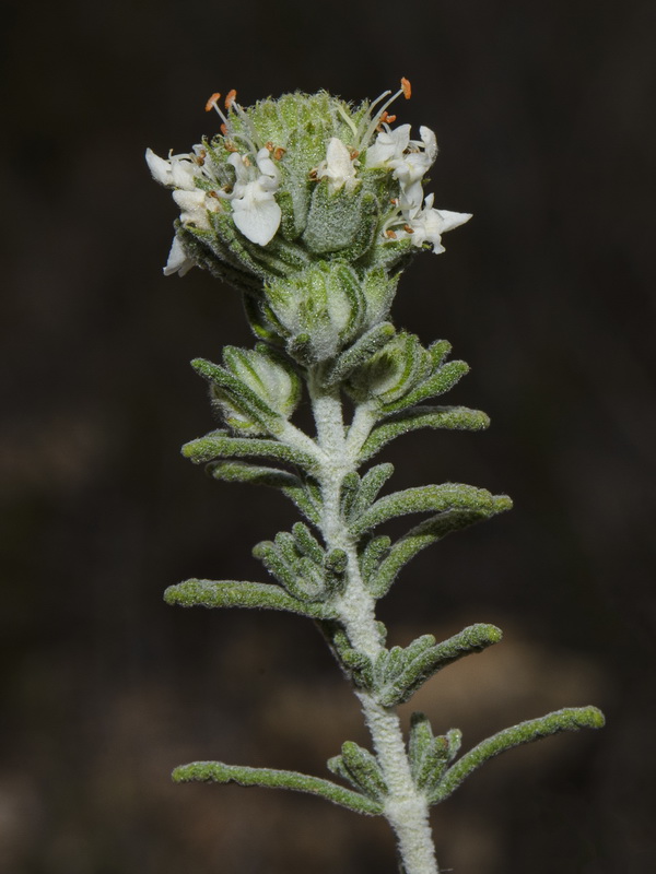 Teucrium murcicum.04