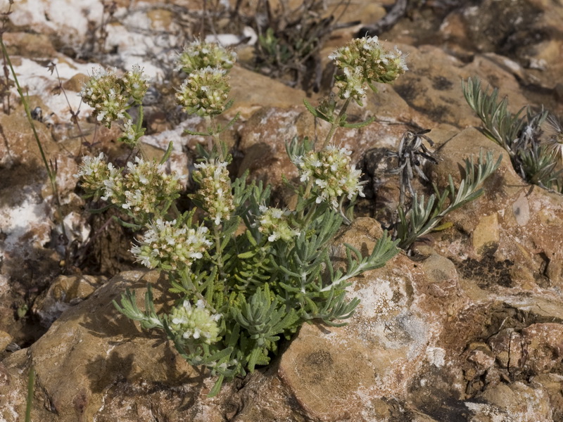 Teucrium murcicum.06